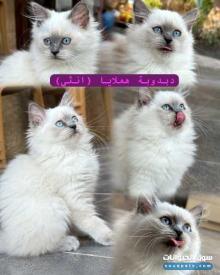 قطط هملايا نسل صافي للبيع