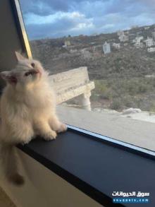 ثلاث قطط شيرازي معروض للبيع