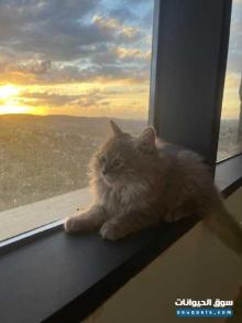 قط ذكر شيرازي شهرين ونص