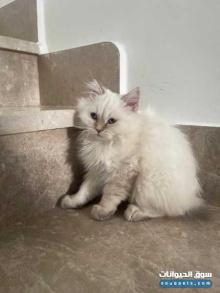 قطط شيرازي العمر ثلاث اشهر للبيع
